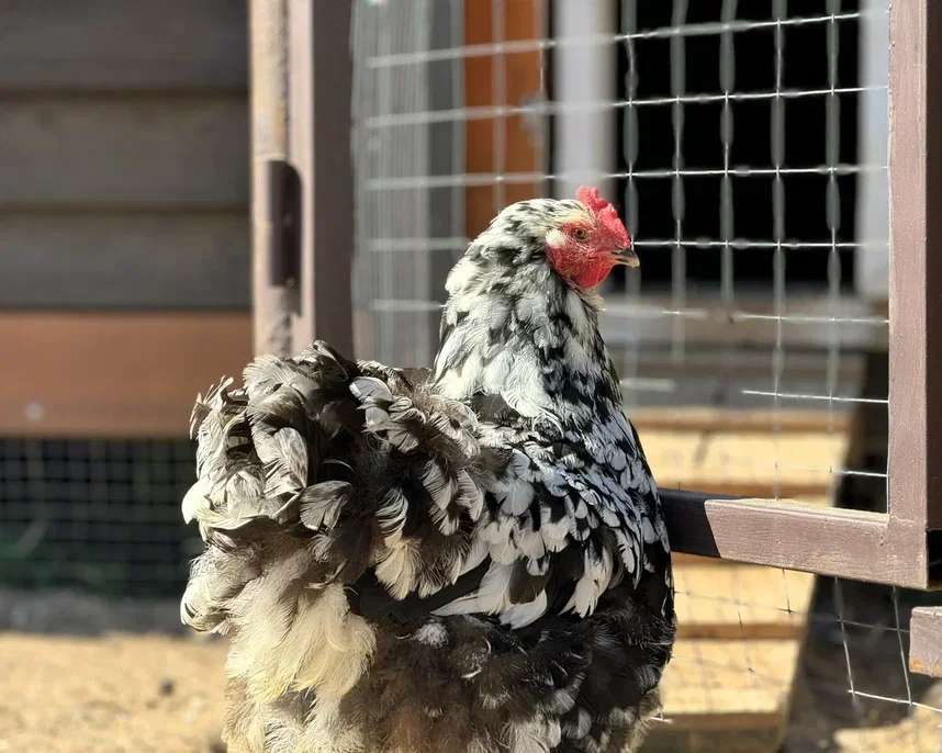 Фото Эко-ферма Тишь да Крышь - Зоопарки / Фермы / Океонариумы в Москве | Досугатор